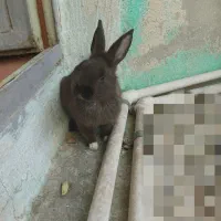 خرگوش لپ دار بهترین نژاد دو رگه هستش