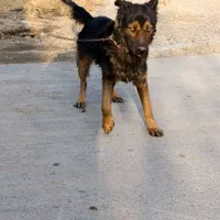 سگ نگهبان شپرد|سگ|گلبهار, نوبهار|دیوار