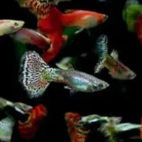 ماهی گوپی و مولی مولد