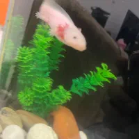 چنگیز|ماهی|یزد, |دیوار