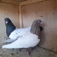 کبوتر|پرنده|گلستان (تهران), |دیوار