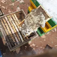 عسل طبیعی عوالان|خوردنی و آشامیدنی|سنندج, |دیوار