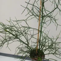 گل و گیاه یاس پر ریشه افوربیا تیروکالی