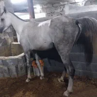 یک نفر جهت نگهبانی باحقوق مکفی نیازمندیم