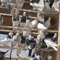 بوم کبوتر طوقی|پرنده|حبیب آباد, |دیوار