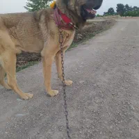 سگ سرابی پژدر|سگ|لنجان, |دیوار