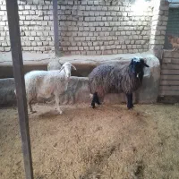 میش سالم و سرحال مناسب داشت