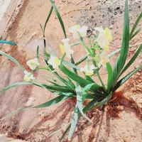 اپلاسیون وپدیکوروکفسابی