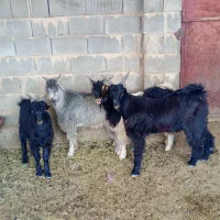 کهره