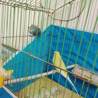 مرغ عشق|پرنده|شاهین‌شهر, شهرک گلدیس|دیوار