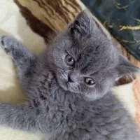 اسکاتیش یک ساله نر|گربه|بومهن, |دیوار