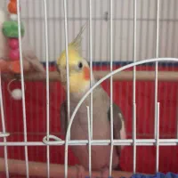 عروس هلندی یه جفت. ۲۵۰۰|پرنده|لالجین, |دیوار