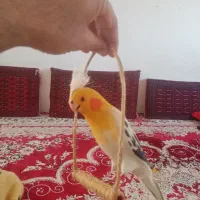 مجسمه عروس هلندی