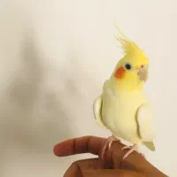 مرغ عروس دستی