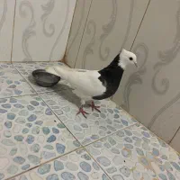 کبوتر طوقی|پرنده|تربت جام, کلالی|دیوار