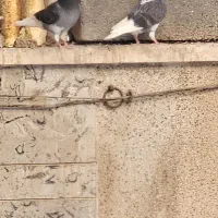 کفتر کبوتر مفلق ماده طوقی|پرنده|اصفهان, سرچشمه|دیوار