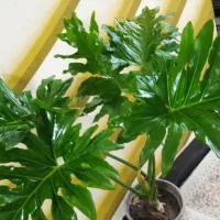 گل هدیه همسر ومامان