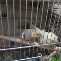 عروس هلندی نروماده