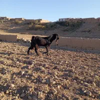 نربز پاکستانی|حیوانات مزرعه|سلامی, |دیوار