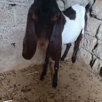 بز نژدی|حیوانات مزرعه|بهبهان, |دیوار