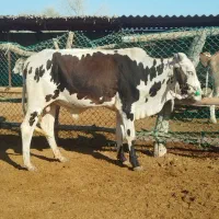 8 رس نرگاو پاکستانی درجه یک بزرگ مخصوص پروار