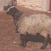 گوچ شالی نژادار قیمت.۶۰. تومان