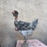 جوجه خروس گردن لختی محلی