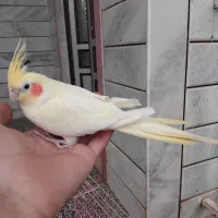 عروس هلندی معاوضه با کبوتر