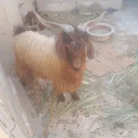 گوسفند نر
