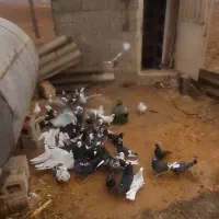 یه گنجه کبوتر پرشی ۵۵یا ۶۰ تایی|پرنده|بوکان, |دیوار