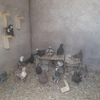 کفتر.|پرنده|زرند, |دیوار