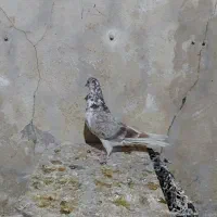 کفتر|پرنده|قم, حاج زینل|دیوار