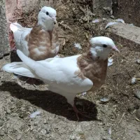 طوقی جوجه