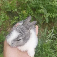 بچه خرگوش بازیگوش