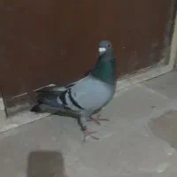 کفتر سبز آلمانی ماده