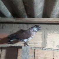 کبوتر گرگی کشیده|پرنده|آق قلا, |دیوار