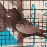کفتر رنگی|پرنده|شیراز, گویم|دیوار