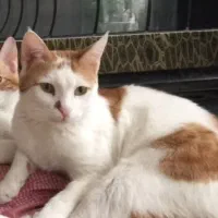 گربه