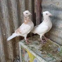 کفترجفتگاه و المانی|پرنده|مشهد, سرافرازان|دیوار