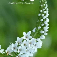 اجاره واحد دو خواب