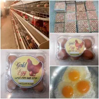 تخم مرغ محلی (گلپایگانی)