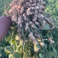 ۲ هکتار بادام زمینی سر مزرعه