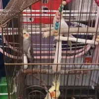 عروس هلندی|پرنده|نسیم‌شهر, |دیوار