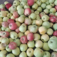 سیب محلی دلی خیارکال|خوردنی و آشامیدنی|لنده, |دیوار