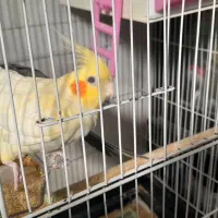 عروس هلندی|پرنده|جیرفت, |دیوار