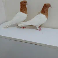 کبوتر کله سرخ وزرد وسیاه وسبز وطوقی کلکسیونی|پرنده|مشهد, آبکوه|دیوار