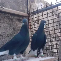 کبوتر رنگه