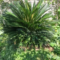 ویلا خانوادگی قاسمی ۲|اجارهٔ کوتاه‌مدت ویلا و باغ|کوچصفهان, |دیوار