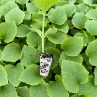 *نشا*جانا گوجه خربزه و هندونه