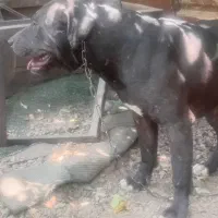 سگ گمشده